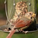 Juvenile female cardinal getting her fill... by marlboromaam