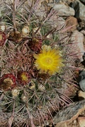 29th Aug 2023 - Aug 29 Barrel Cactus Flower