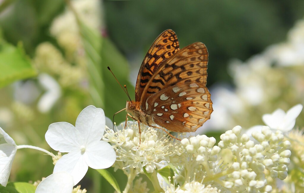 Aphrodite Fritillary by paintdipper