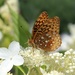 Aphrodite Fritillary by paintdipper