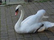 30th Aug 2023 - The resident swan