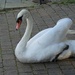 The resident swan by rosiekind