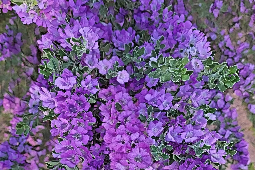 Purple Sage by stownsend