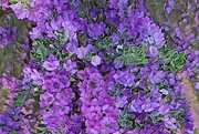 30th Aug 2023 - Purple Sage
