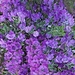 Purple Sage by stownsend