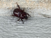 30th Aug 2023 - Beetle