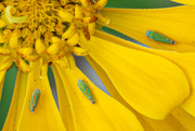 19th Aug 2023 - Bugs on flower...