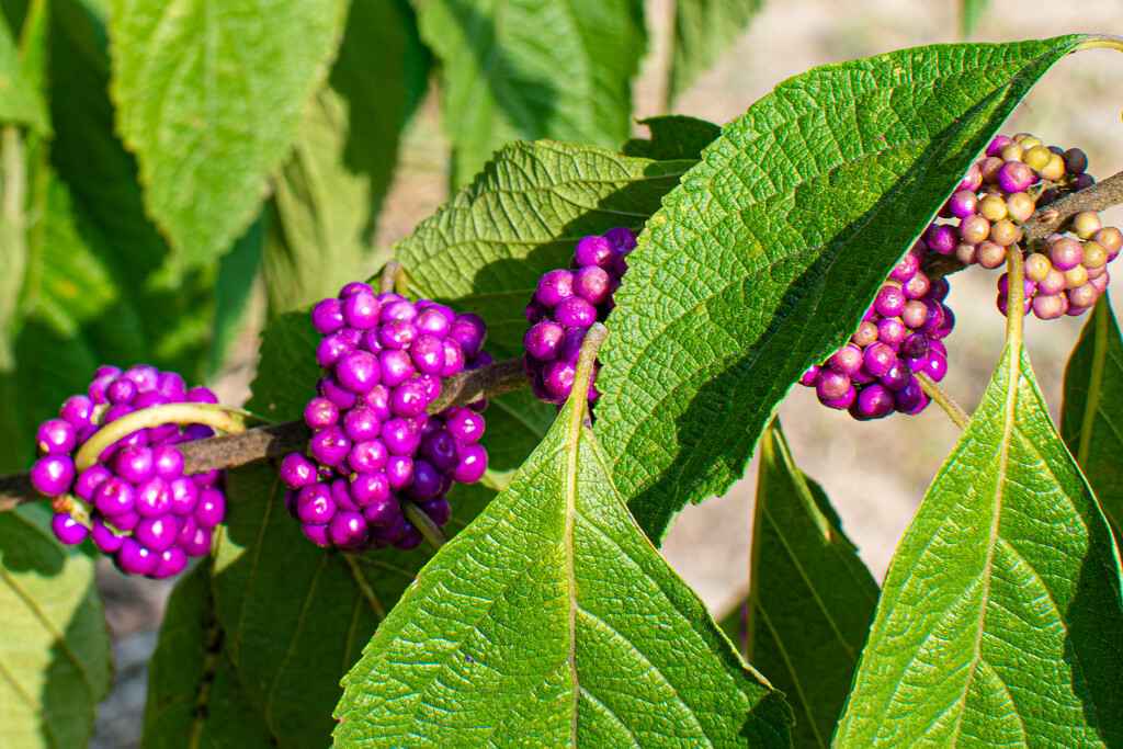 Beauty Berry... by thewatersphotos