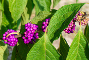 24th Aug 2023 - Beauty Berry...
