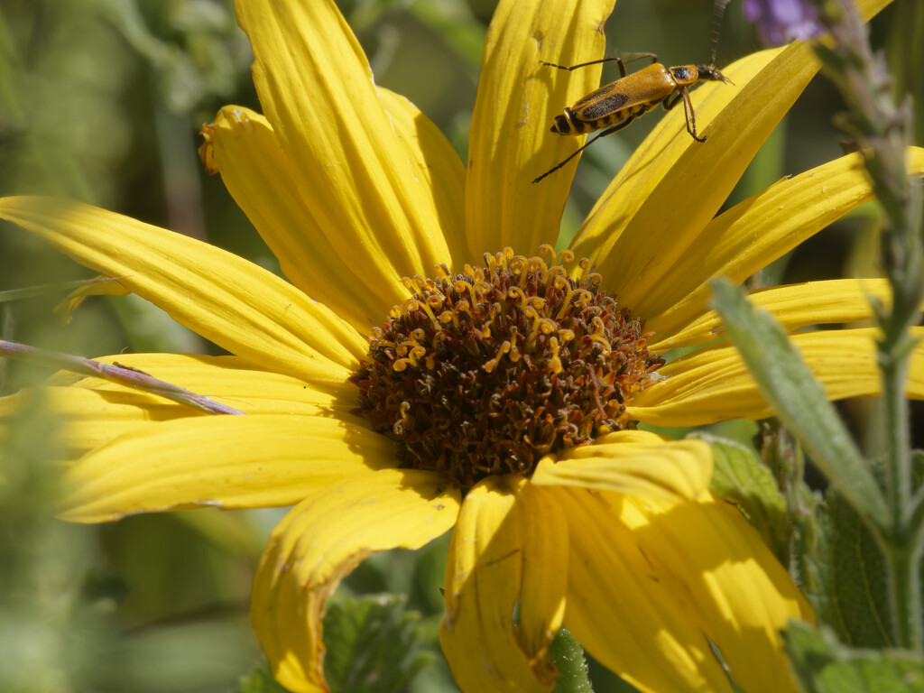 goldenrod soldier beetle on false sunflower by rminer