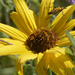 goldenrod soldier beetle on false sunflower by rminer