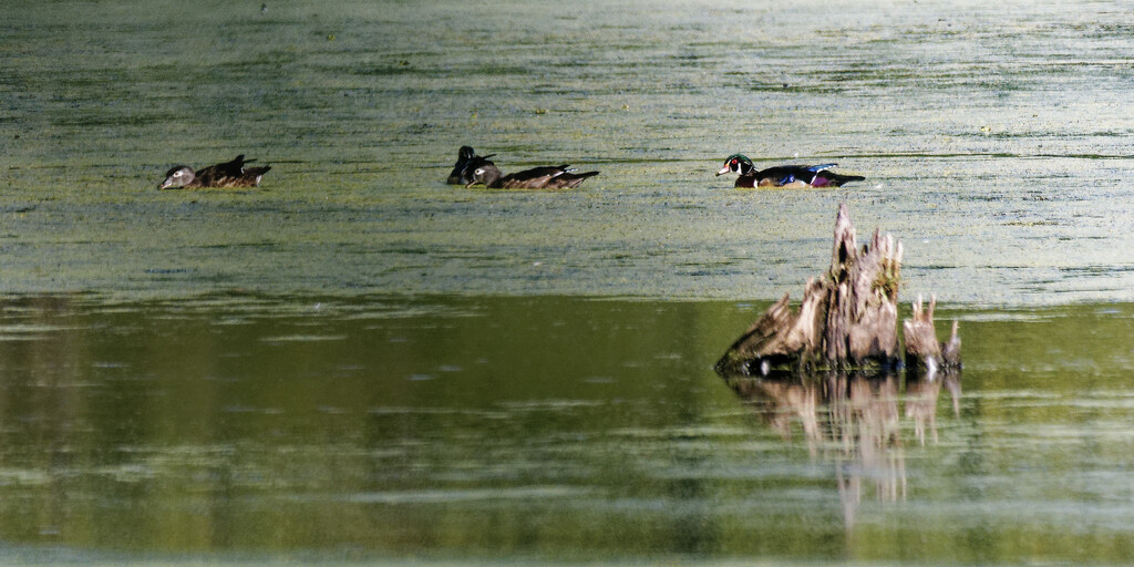 wood ducks and a stump by rminer