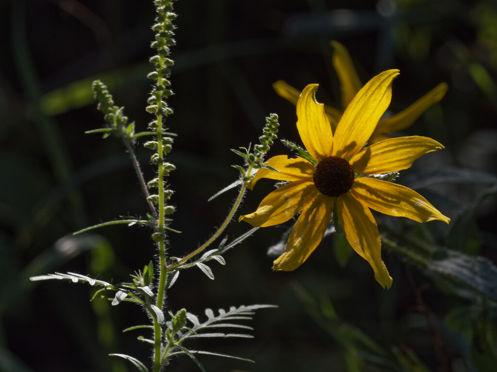 Black-eyed Susan shadows by rminer