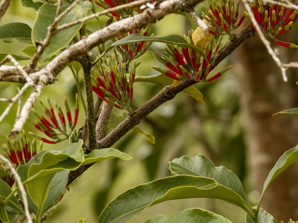 mistletoe coming into flower by koalagardens