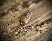 30th Aug 2023 - Woodlice