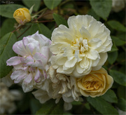 30th Aug 2023 - Variegated Roses