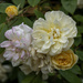 Variegated Roses by pcoulson