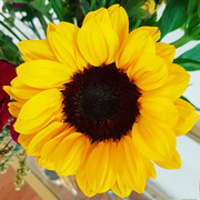 30th Aug 2023 - Sunflower
