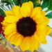 Sunflower by larrysphotos