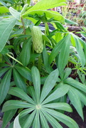 30th Aug 2023 - new lupin bud