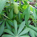 new lupin bud by anniesue