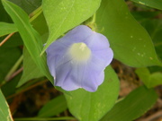 30th Aug 2023 - Blue Morning Glory Flower 