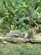 30th Aug 2023 - Squirrel