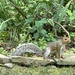 Squirrel by mubbur