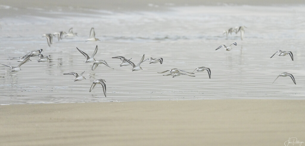 Sanderlings Fly Off  by jgpittenger