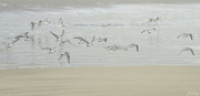 31st Aug 2023 - Sanderlings Fly Off 