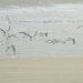 Sanderlings Fly Off 