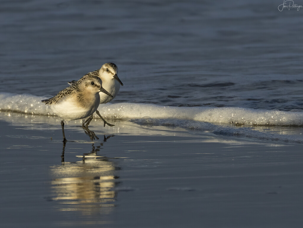 Sanderlings Stepping Out In the Morning Light  by jgpittenger