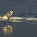Sanderlings Stepping Out In the Morning Light  by jgpittenger