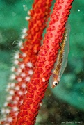 30th Aug 2023 - Whip coral goby