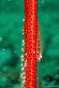 31st Aug 2023 - Whip coral goby