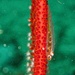 Whip coral goby by wh2021