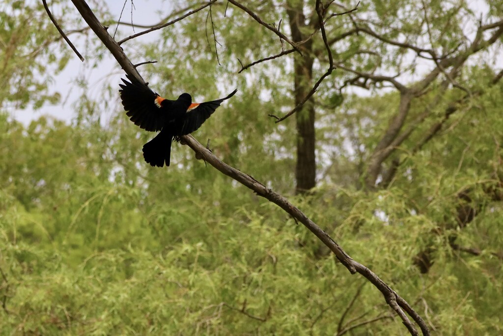 Red-winged Blackbird by angeliquechance