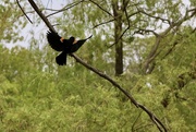 30th Aug 2023 - Red-winged Blackbird