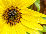 30th Aug 2023 - Homemade Sunflower