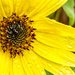 Homemade Sunflower by kwind