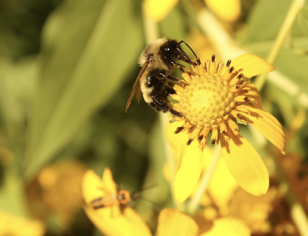 And yet another bee photo by mltrotter