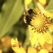 And yet another bee photo by mltrotter