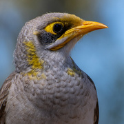 31st Aug 2023 - Yellow-Throated Miner