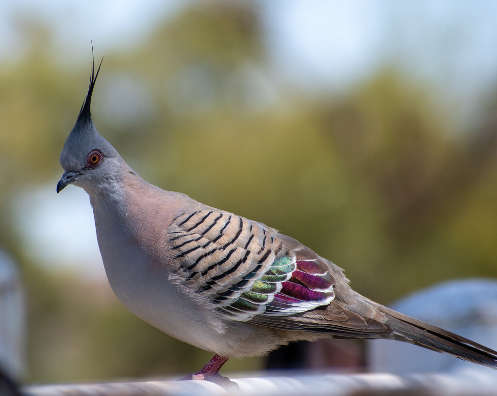 Top Knot Pigeon - Crested Pigeon by nannasgotitgoingon