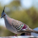 Top Knot Pigeon - Crested Pigeon by nannasgotitgoingon