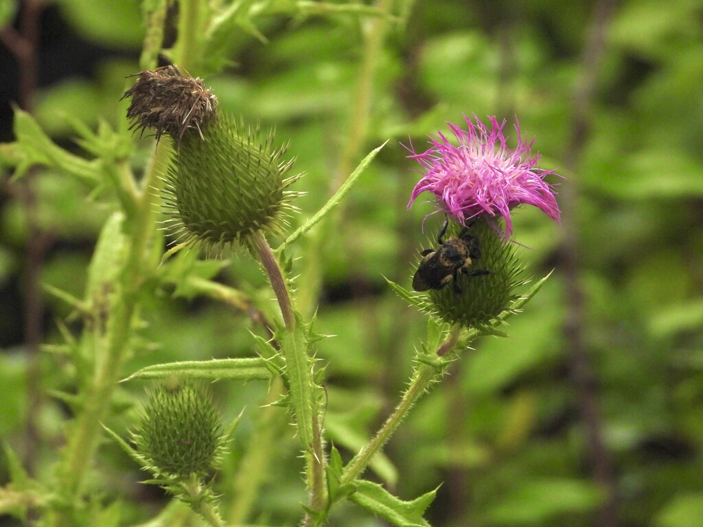 thistle and bee by amyk