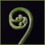 31st Aug 2023 - Unfurling Frond