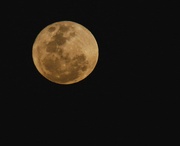 31st Aug 2023 - Blue moon