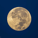 Last night's Super Blue Moon by dkellogg