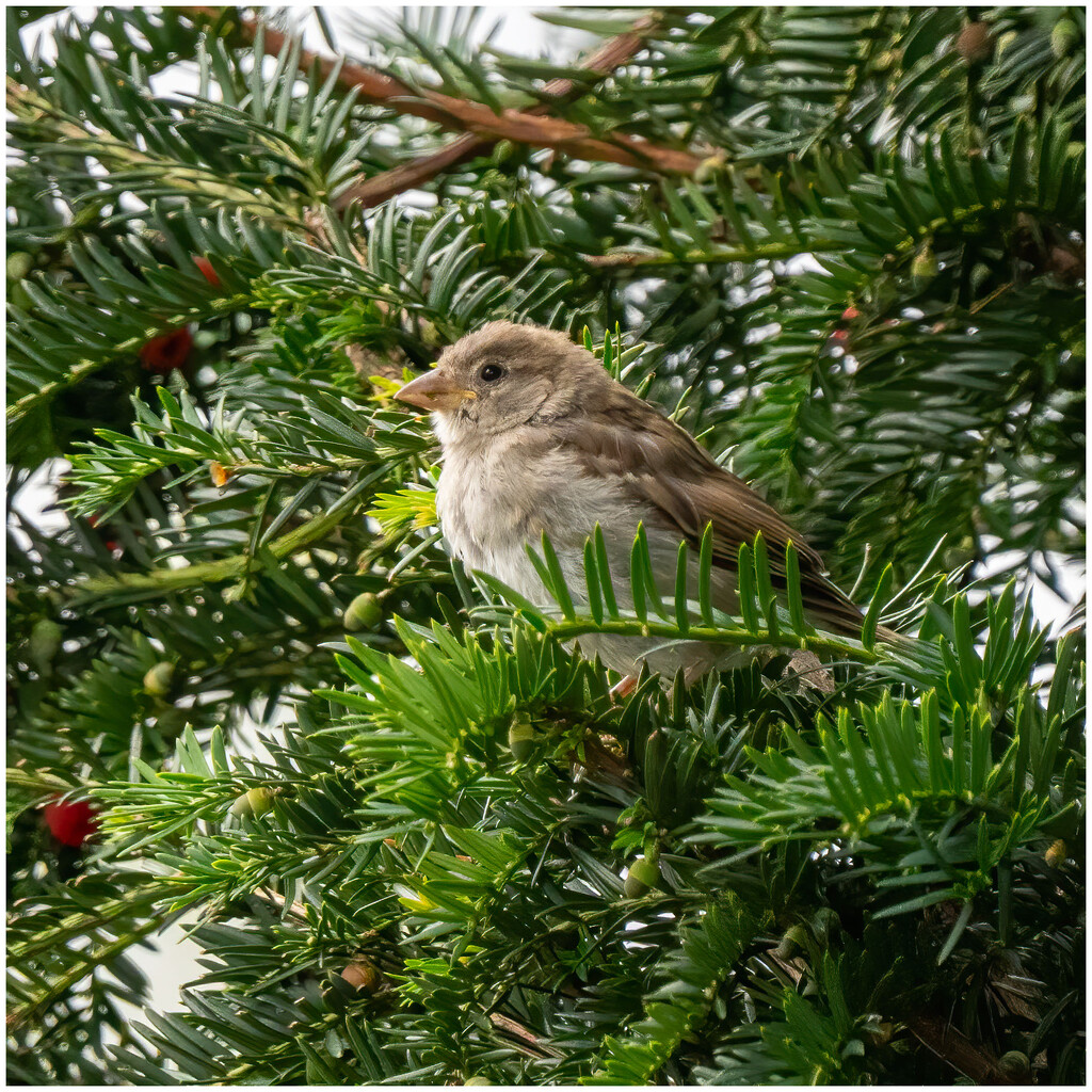 Sparrow by clifford